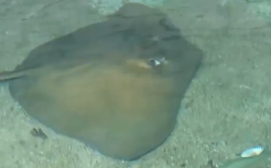 Mantarrayas siguen causando lesiones a bañistas