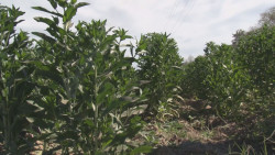 El presupuesto 2020 si contempla apoyos a productores temporaleros de Sinaloa