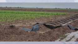 Lluvias si provocan afectaciones a cultivos de frijol en etapa de maduración