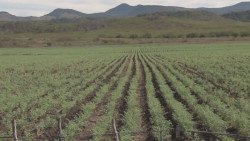 Lluvias del 1 de enero permitirán ahorrar agua en el riego de cultivos