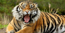 Tigre ataca a joven que intentaba tomarse una selfie