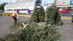 Deposita tu árbol navideño en un centro de acopio