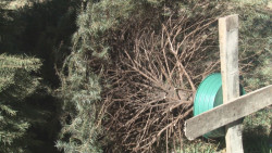 Zoológico de Culiacán recibirá árboles de navidad