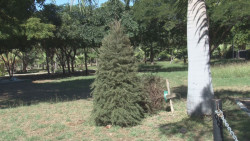 Falta identificación de centros de acopio de pinos navideños