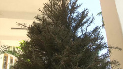 'Reviven' el Bosque de la Ciudad para depósito de Arbolitos Navideños