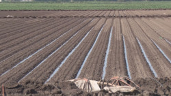 Solo los módulos con disponibilidad de agua podrán establecer un ciclo Primavera-Verano