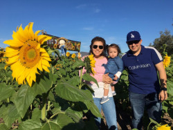 Abren los campos de girasol en Mocorito