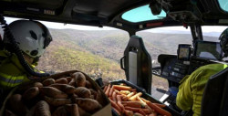 Lanzan miles de zanahorias desde helicópteros para salvar a los animales que sobreviven a los incendios de Australia