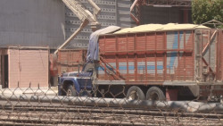 Productores de maíz volverán a ser víctimas de los acopiadores : CAP