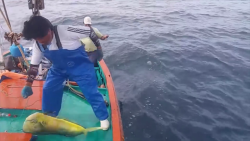 Pescadores piden liberar captura del "Dorado"
