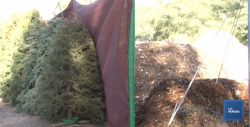 Doce pinos navideños han sido donados al Vivero de la Laguna