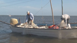 El Gobierno del Estado apoyó a pescadores para evitar una caída en la producción de camarón