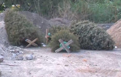 Piden Bomberos no conservar, ni sacar a las calles, pinos navideños secos