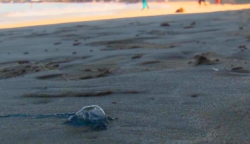 Regresan quemadores a playas mazatlecas