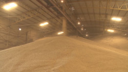 Los organismos agrícolas apoyarán a productores en la compra de coberturas para el maíz