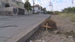 Siguen pinos navideños en la calle
