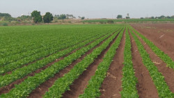 Precio de frijol sube a 32 pesos el kilogramo en campo