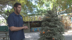 Se incentiva en sus capacidades y sentidos con árboles navideños a especies del zoológico