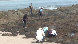 Mazatlán quiere refrendar la corona en el City Nature Challenge
