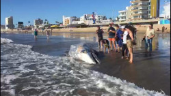 Ballena gris encalla en playas de Mazatlán