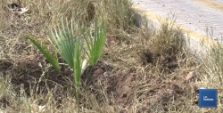 Celebran Ecojovenes en Acción por Sonora 6 años como asociación y 12 como grupo ecologista