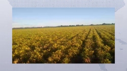 Afectaciones al cultivo de frijol no deben disminuir el precio de 30 mil pesos por tonelada