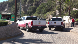 Presencia de abejas en el Faro Mazatlán