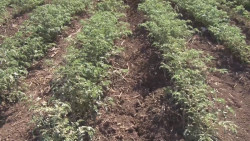 El INIFAP realiza investigación para desarrollar nuevas variedades de garbanzo