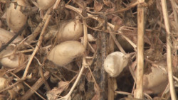 Lenta la comercialización del garbanzo que mantiene en bodega la AARM