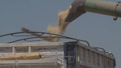 Acepta Gobierno federal esquema de agricultura por contrato , pero sin ningún apoyo al productor
