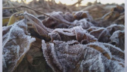 Daños en frijol y garbanzo por lluvias y bajas temperaturas en Guasave y El Carrizo