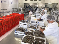 Angustiados y sin empleo trabajadores de plantas congeladoras