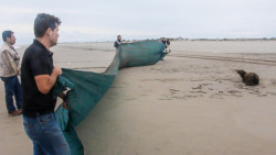 Rescatan a lobo marino herido