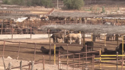 Se intensifican trabajos de barrido en establos ganaderos contra la brucelosis y tuberculosis bovina