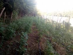 Destruyen plantío de mariguana y un laboratorio
