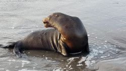 Rescatan a segundo lobo marino en las playas de Altata