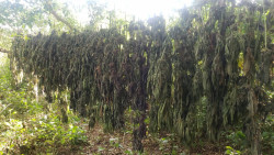 Detectan plantío y secadero de mariguana en Imala