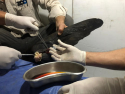 AZCARM no descarta agresiones de humanos a lobos marinos