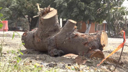 Afirman que árbol era un peligro para transeúntes