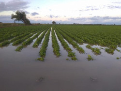 Daños en cultivos de frijol por lluvias