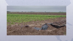 Caen los rendimientos en el cultivo de frijol que resultaron afectados por las lluvias