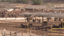 Personal de USDA apoya capacitación de zootecnistas para recuperar estatus sanitario