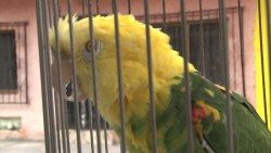 Paquito un perico parlanchín sobreprotegido