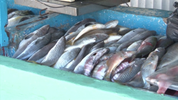 Primer día de cuaresma, sin ventas ni producto