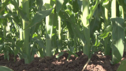 Presentan iniciativas para el impulso de las actividades productivas y económicas de Sinaloa