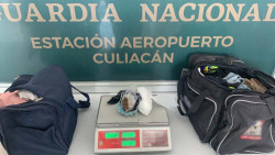 Dos mujeres son detenidas con heroína  en el aeropuerto  de Culiacán