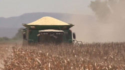 Reclaman organizaciones agrícolas el abandono de los Gobiernos a las actividades agropecuarias