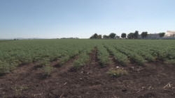 Es necesario crear un organismo como Aserca para apoyar la comercialización de granos en Sinaloa