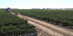 Falta liberación de terrenos para distrito de riego de Presa Picachos