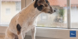 Se manifiestan por abandono de mascotas
